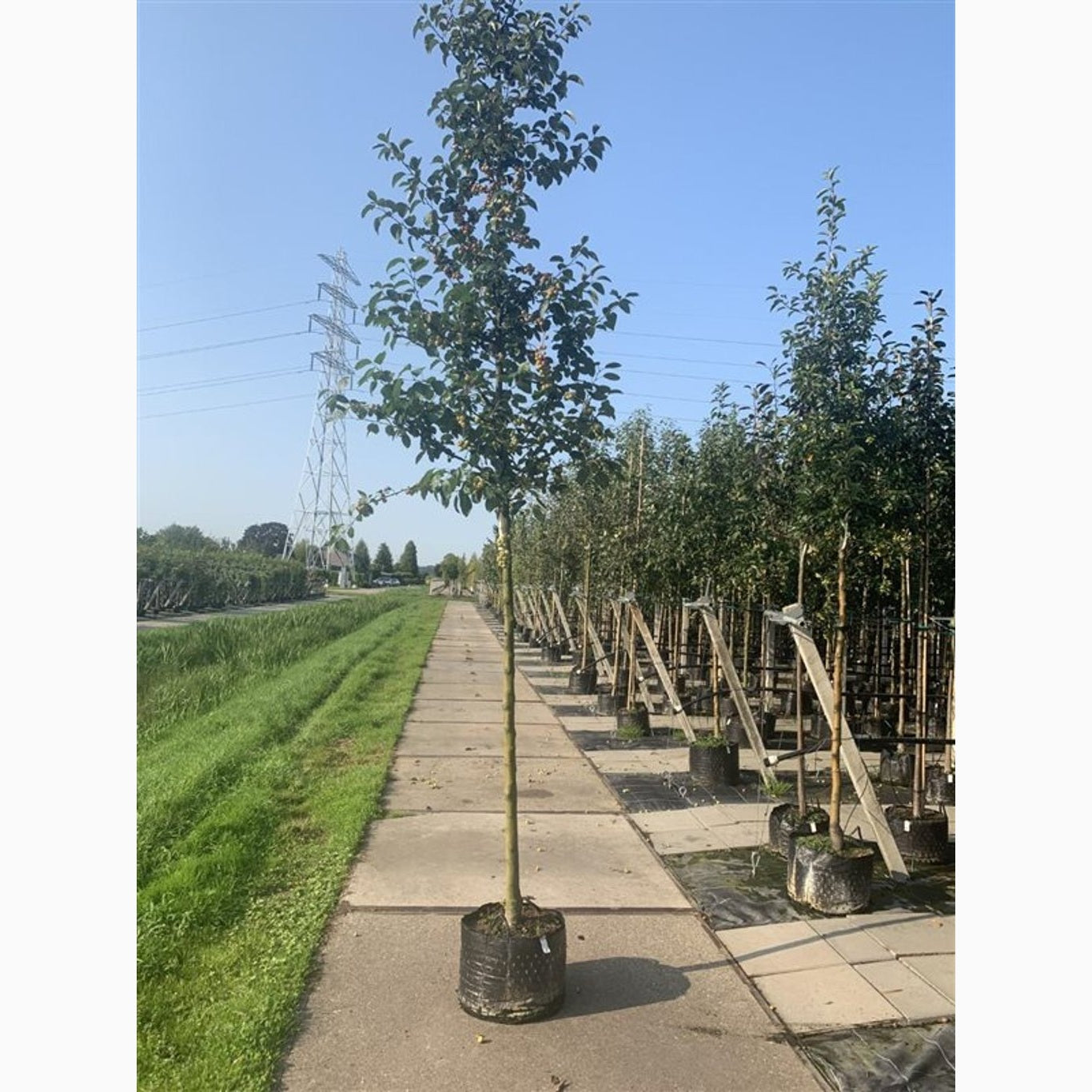 Äpple – Malus 'Evereste' - C10 125-150 CM